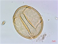 小羊蹄、刺果羊蹄藏品圖，第2張