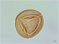 小羊蹄、刺果羊蹄藏品圖，第3張