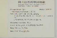 小葉藜藏品圖，第2張