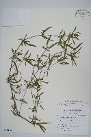 蓮子草藏品圖，第1張