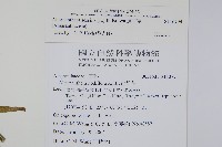 蓮子草藏品圖，第2張