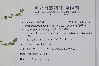 細纍子草藏品圖，第2張