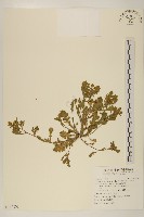 線球菊、田基黃藏品圖，第1張