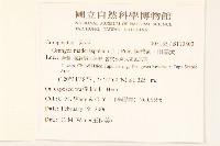 線球菊、田基黃藏品圖，第2張