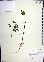 光果龍葵藏品圖，第1張