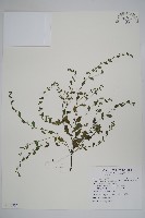 細纍子草藏品圖，第1張