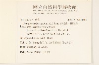 線球菊、田基黃藏品圖，第2張