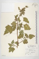 蒼耳、羊帶來藏品圖，第1張