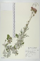 泥胡菜藏品圖，第1張