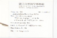 泥胡菜藏品圖，第2張