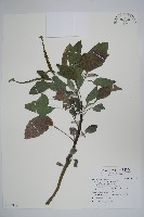 狗尾草藏品圖，第1張