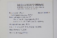 狗尾草藏品圖，第2張