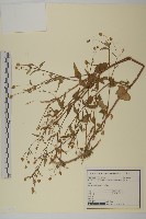 沼生金鈕扣藏品圖，第1張