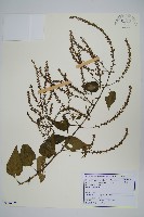 漿果莧、紐藤藏品圖，第1張