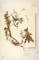 玉山黃菀藏品圖，第1張