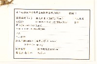 玉山黃菀藏品圖，第2張