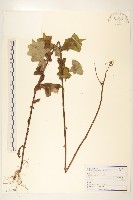 臺灣山苦藚藏品圖，第1張