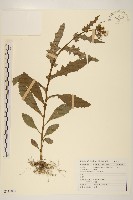 饑荒草藏品圖，第1張