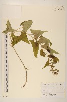 能高蟹甲草藏品圖，第1張