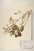 臺灣劉寄奴藏品圖，第1張