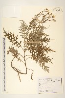 關山千里光藏品圖，第1張