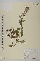 柔毛艾納香藏品圖，第1張