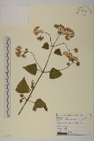 假藿香薊藏品圖，第1張