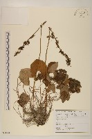 高山橐吾藏品圖，第1張