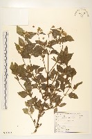 貓腥草藏品圖，第1張