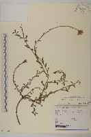 臺灣狗娃花藏品圖，第1張