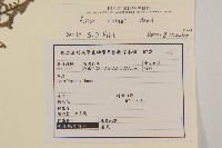 臺灣狗娃花藏品圖，第2張