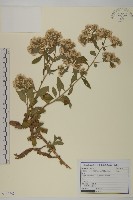 粘毛假蓬藏品圖，第1張