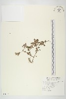 星果佛甲草藏品圖，第1張