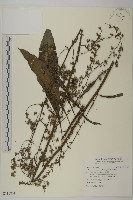 走馬胎藏品圖，第1張