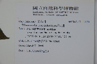 呂宋莢迷藏品圖，第2張