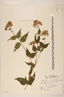 田代氏澤蘭藏品圖，第1張
