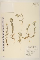 鼠麴草藏品圖，第1張