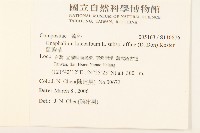 鼠麴草藏品圖，第2張