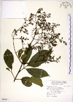 三葉山香圓藏品圖，第1張