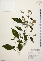 臺灣鱗球花藏品圖，第1張