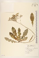 刀傷草藏品圖，第1張