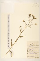 毛蓮菜藏品圖，第1張