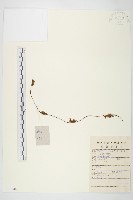 中國菟絲子藏品圖，第1張