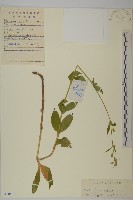 堅硬女婁菜藏品圖，第1張