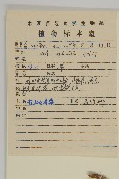 堅硬女婁菜藏品圖，第2張