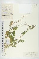 鳳花菜藏品圖，第1張