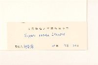 孔雀草、紅黃草、萬壽菊藏品圖，第3張