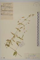 石生蠅子草、山女婁菜藏品圖，第1張