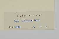 石生蠅子草、山女婁菜藏品圖，第3張