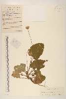 大丁草藏品圖，第1張